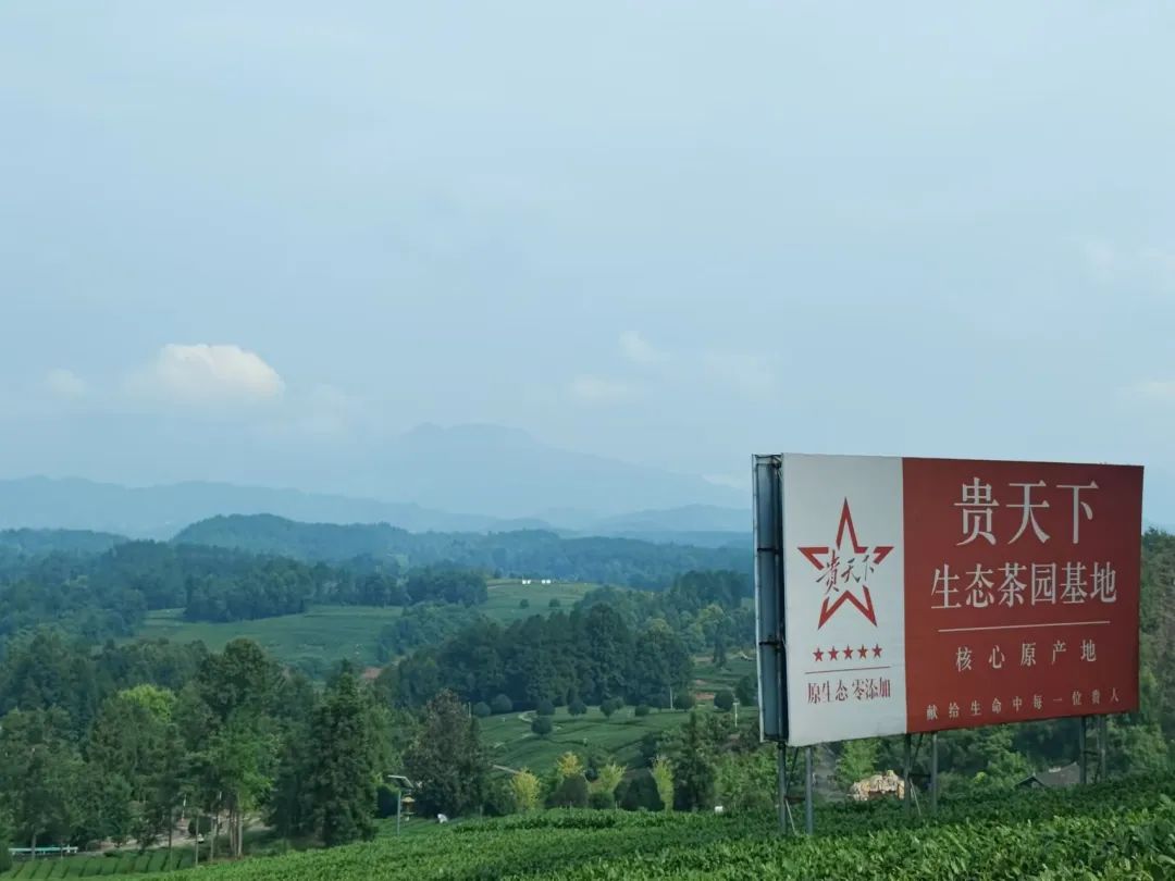 成人动画